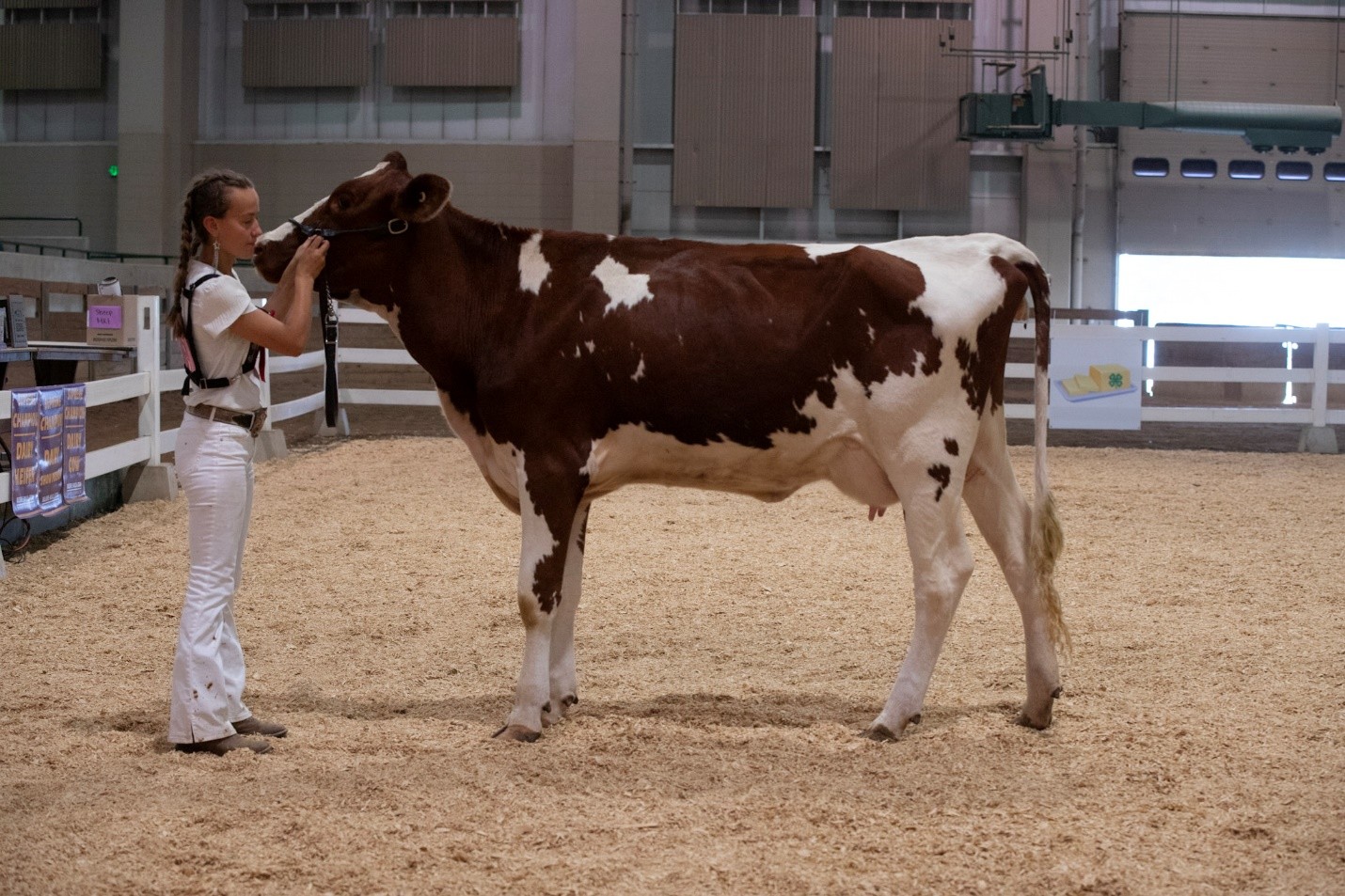 A young girl in all white leading a red and white dairy cow. The back leg closest to the photographer is set forward while the back leg furthest away is set back. The front legs are set squarely together.
